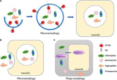 Plant Autophagy: An Intricate Process Controlled by Various Signaling Pathways
